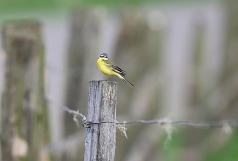 Yellow wagtail (Motacilla flava), sitting on a pole, Lower Rhine, North Rhine-Westphalia, Germany