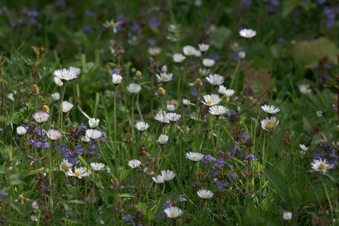 Flower meadow with daisies (Bellis perennis), Lower Rhine, North Rhine-Westphalia, Germany