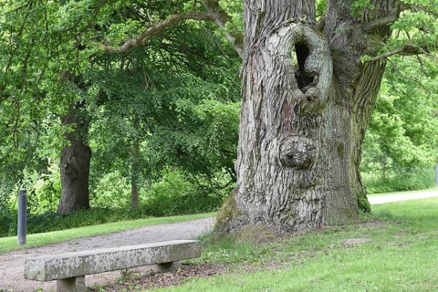 Old English oak, German oak, Eichenbrüder, (Quercus robur) in Putbus Castle Park, Rügen,