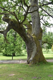 Old English oak, German oak, Eichenbrüder, (Quercus robur) in Putbus Castle Park, Rügen,