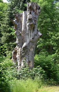 Deadwood, dead tree, tree death in Putbus Castle Park, Rügen, Mecklenburg-Western Pomerania,