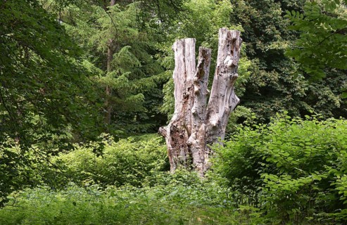 Deadwood, dead tree, tree death in Putbus Castle Park, Rügen, Mecklenburg-Western Pomerania,