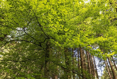 Beech forest, branches with green leaves in the sun, forestry, Mondseeland, Salzkammergut, Upper