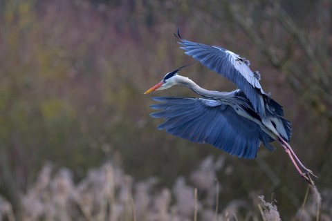 Grey heron (Ardea cinerea), in flight, Neckar valley, Baden-Württemberg, Germany