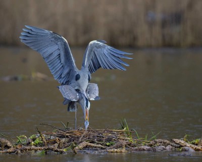 Grey heron (Ardea cinerea), copula, nest on floating roots of water lily in front of reeds, Neckar