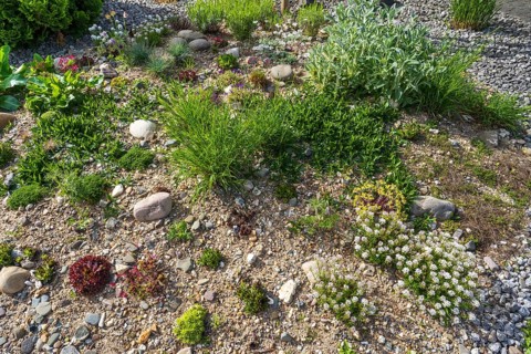 Front garden, allotment garden, gravel garden, spring, North Rhine-Westphalia, Germany