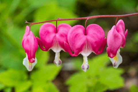 Watering heart (Lamprocapnos spectabilis), flowers, North Rhine-Westphalia, Germany
