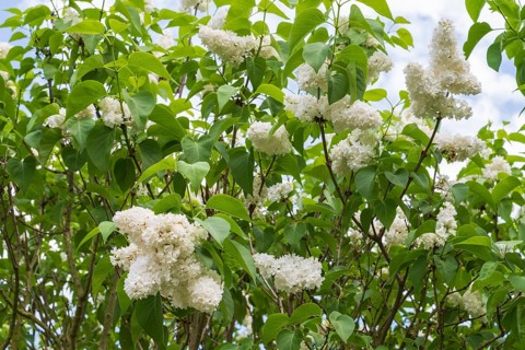 Flowering white lilac (Syringa vulgaris), shrub, North Rhine-Westphalia, Germany