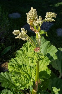 Rhubarb blossom (Rheum rhabarbarum) North Rhine-Westphalia, Germany