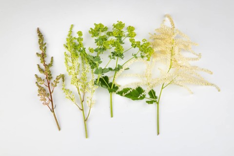 Branches of various flowers, spring bloomers on a white background