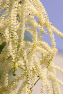 Delicate white flowers of the honeysuckle (Aruncus dioicus) against a blue sky, Neunkirchen, Lower