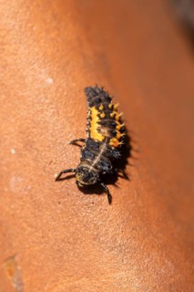 Close-up of a ladybird larva (Coccinellidae) with orange and black patterns, Neunkirchen, Lower