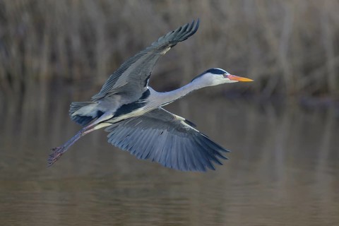 Grey heron (Ardea cinerea), adult heron in flight in front of reeds, Neckar valley,