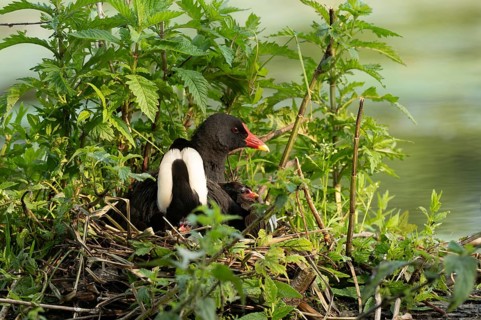 A Moorhen (Gallinula chloropus) on its nest broods its few-day-old chicks. Bas rhin, Alsace, grand