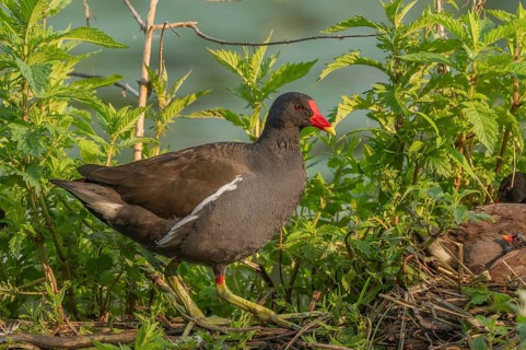 A pair of Common Moorhens (Gallinula chloropus) are looking after their few-day-old chicks.Bas