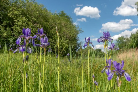 Siberian iris flowers in a meadow in a protected nature reserve. Herbsheim, Bas rhin, Alsace, grand