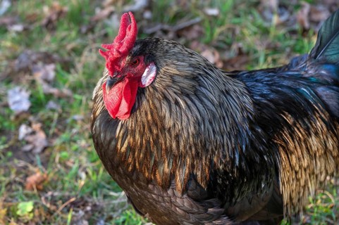 Cock with iridescent plumage, Bavaria, Germany