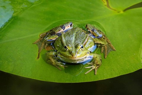 Frog in a water lily pond, June, Germany