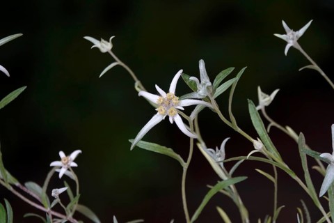 Edelweiss (Leontopodium alpinum), June, Germany