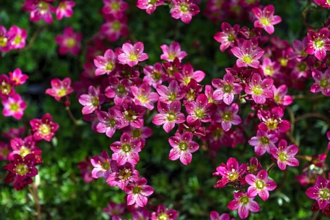 Moss saxifrage (Saxifraga × arendsi), Bavaria, Germany