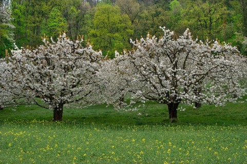 Blossoming cherry trees (Prunus avium), Franconia, Bavaria, Germany