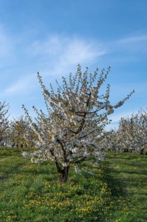 Young, flowering cherry trees of a plantation (Prunus avium), Franconia, Bavaria, Germany
