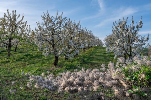Seed stand of a clematis, in the background young, flowering cherry trees of a plantation (Prunus