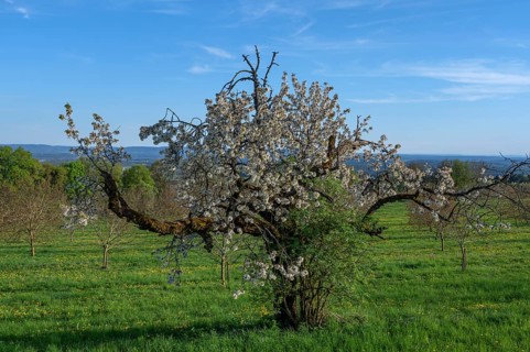 Old flowering cherry tree (Prunus avium), Franconia, Bavaria, Germany