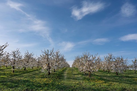 Young, flowering cherry trees of a plantation (Prunus avium), Franconia, Bavaria, Germany