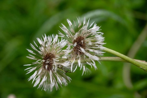 Withered dandelion (Taraxacum) in the rain, Bavaria, Germany