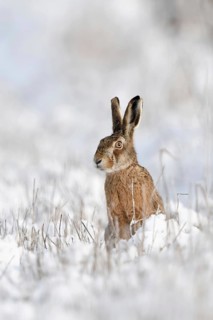 Careful look around the corner... European hare (Lepus europaeus) Hare sitting in the freshly
