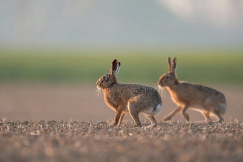 Brown Hares, European Hares (Lepus europaeus) two, pair of, sitting, playing on farmland, low point