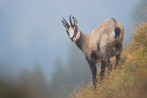 Chamois (Rupicapra rupicapra) in foggy weather on a steep slope in the Swiss Alps, native species,