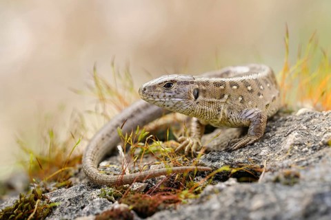 Sunbathing... Sand lizard (Lacerta agilis), native lizard, loves dry, sunny, barren habitats, uses