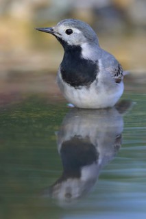 White wagtail (Motacilla alba), male bathing, biosphere reserve, Swabian Alb, Baden-Württemberg,