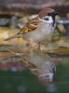 Tree sparrow (Passer montanus), drinking at the bird bath, biosphere reserve, Swabian Alb,