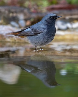 Black redstart (Phoenicurus ochruros), male standing in water, biosphere reserve, Swabian Alb,
