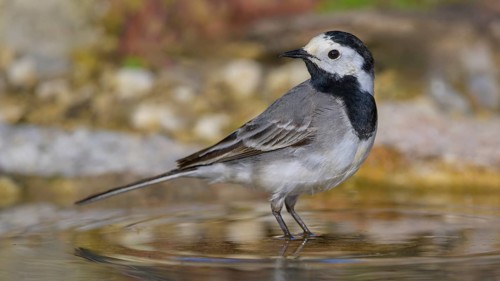 White wagtail (Motacilla alba), male standing in water, biosphere reserve, Swabian Alb,