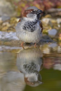 House sparrow (Passer domesticus), male bathing, biosphere reserve, Swabian Alb, Baden-Württemberg,