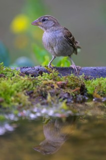 House sparrow (Passer domesticus), young bird at the bird bath, biosphere reserve, Swabian Alb,