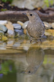Black redstart (Phoenicurus ochruros), female standing in water, biosphere reserve, Swabian Alb,