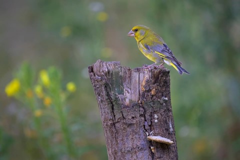 Greenfinch (Chloris chloris), male on dead wood, biosphere reserve, Swabian Alb, Baden-Württemberg,