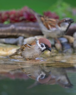 Tree sparrow (Passer montanus), with house sparrow (Passer domesticus), drinking, biosphere