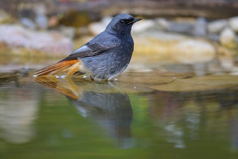 Black redstart (Phoenicurus ochruros), male bathing, biosphere reserve, Swabian Alb,