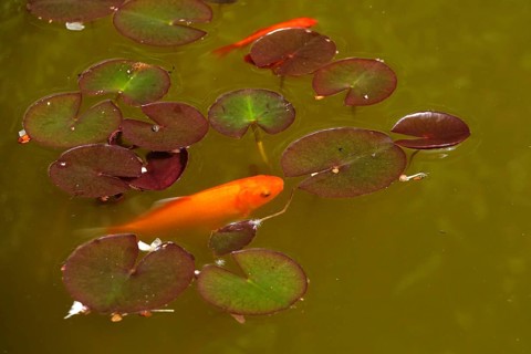 Water lily pond with goldfish, Germany