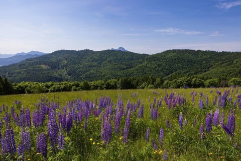 Lupines, Lupinus, Large-leaved lupin, Lupine meadow on the high alpine pasture in Mondseeland,