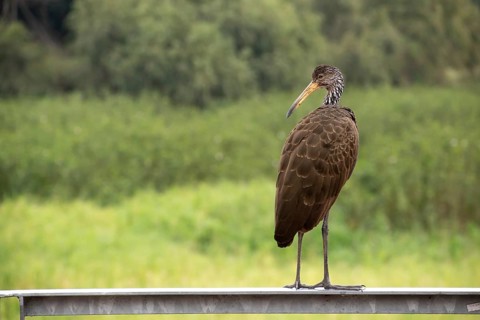 Wattled crane (Aramus guarauna) in the nature reserve Reserva Ecologica Ciudad Universitaria