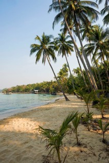 Sandy beach beach with coconut palms, Ao Noi Beach, Koh Kood, Koh Kut, Gulf of Thailand, Thailand