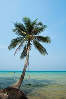 Sandy beach beach with coconut palms, Haad Na Lay Beach, Koh Kood, Koh Kut, Gulf of Thailand,