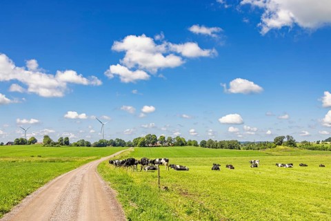Gravel road in the countryside with grazing dairy cows on a grass meadow in a beautiful idyllic
